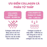 Bột Collagen BBLAB Mẫu Mới Low Molecular Collagen S Chậm Lão Hóa Da, Sáng Da Căng Bóng, Giảm Nếp Nhăn, Mờ Nám 30 Gói/Hộp — ảnh 8