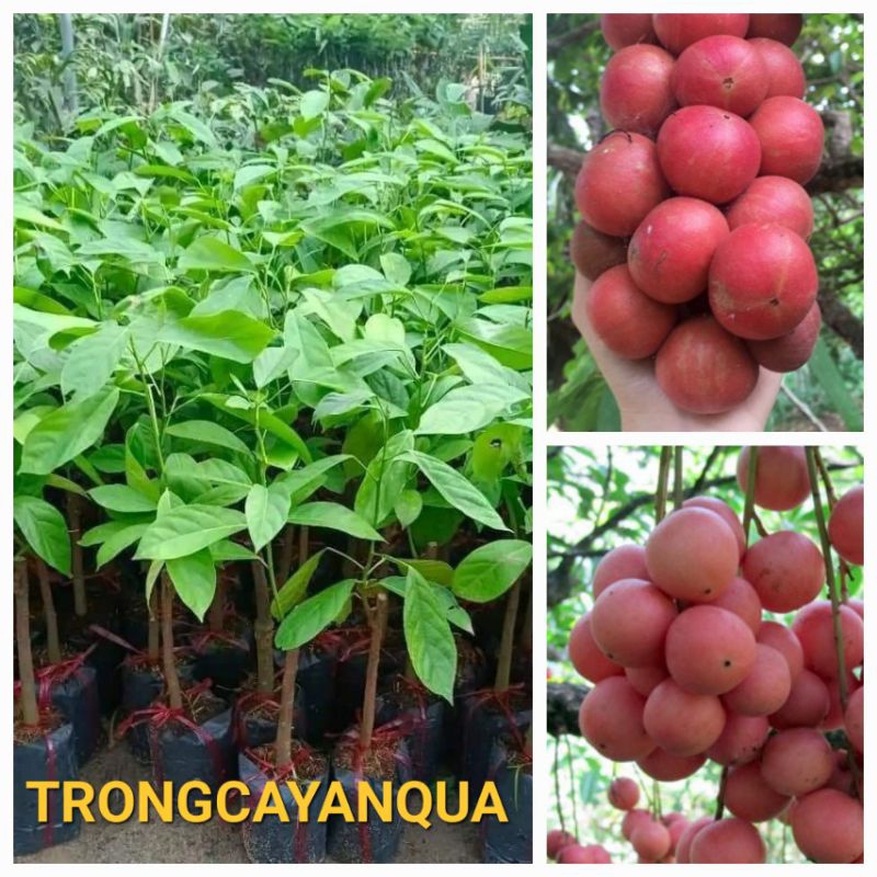 CÂY DÂU DA ĐẤT GHÉP | Shopee Việt Nam