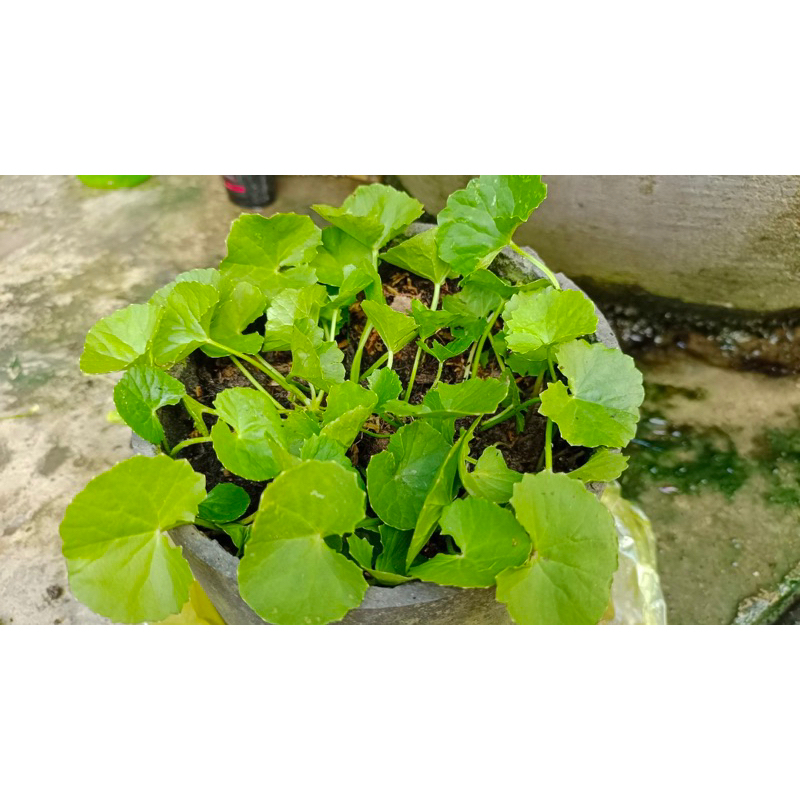 Rau má vườn 12-15c | Shopee Việt Nam