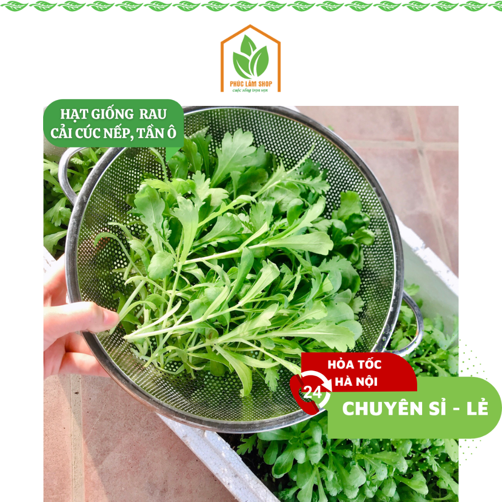 Hạt giống rau cải cúc nếp Rado cực dễ trồng, ít sâu bệnh, hạt giống tần ...