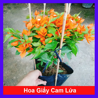 Cây Hoa Giấy Cam Lửa - cây cảnh sân vườn trang trí cảnh quan ngoại thất