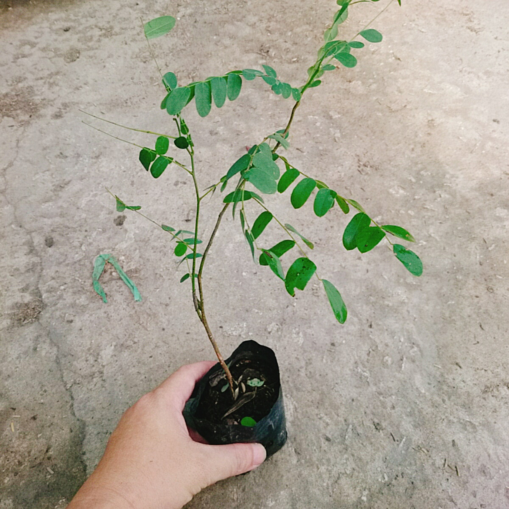Cây hoa Muồng Anh Đào - cây cảnh sân vườn - cây trồng cảnh quan hoa nở bắt mắt