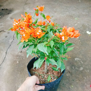 Cây Hoa Giấy Cam Lửa - cây cảnh sân vườn trang trí cảnh quan ngoại thất