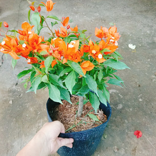 Cây Hoa Giấy Cam Lửa - cây cảnh sân vườn trang trí cảnh quan ngoại thất