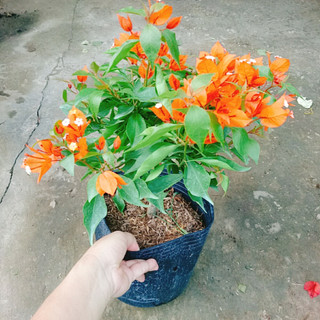 Cây Hoa Giấy Cam Lửa - cây cảnh sân vườn trang trí cảnh quan ngoại thất