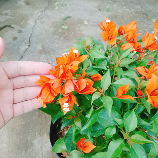 Cây Hoa Giấy Cam Lửa - cây cảnh sân vườn trang trí cảnh quan ngoại thất