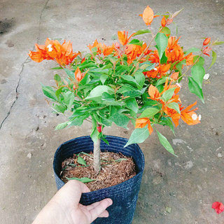 Cây Hoa Giấy Cam Lửa - cây cảnh sân vườn trang trí cảnh quan ngoại thất