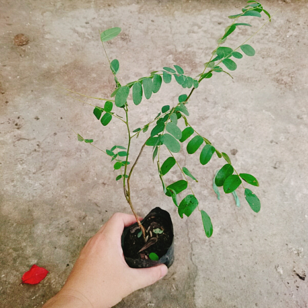 Cây hoa Muồng Anh Đào - cây cảnh sân vườn - cây trồng cảnh quan hoa nở bắt mắt
