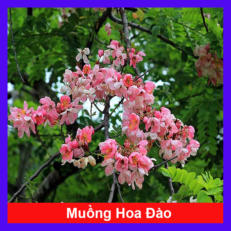 Cây hoa Muồng Anh Đào - cây cảnh sân vườn - cây trồng cảnh quan hoa nở bắt mắt