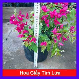Cây Hoa Giấy Tím Lửa - cây cảnh sân vườn trang trí cảnh quan ngoại thất
