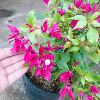 Cây Hoa Giấy Tím Lửa - cây cảnh sân vườn trang trí cảnh quan ngoại thất