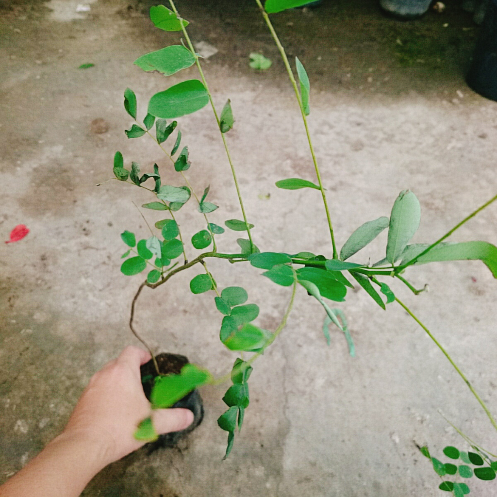 Cây hoa Muồng Anh Đào - cây cảnh sân vườn - cây trồng cảnh quan hoa nở bắt mắt
