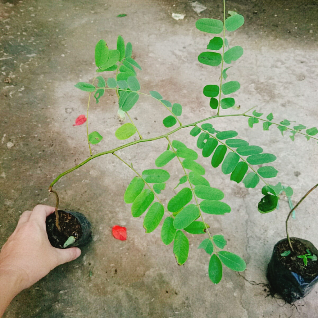 Cây hoa Muồng Anh Đào - cây cảnh sân vườn - cây trồng cảnh quan hoa nở bắt mắt