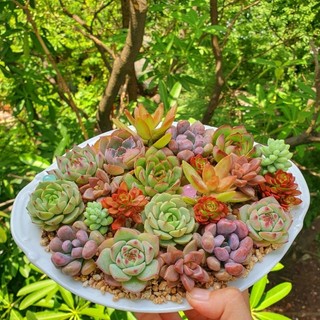 COMBO 5 sen đá SIZE VỈ- MẦM NẮNG GARDEN LỖI 1 ĐỔI 1