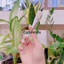 Cọ quét mặt nạ - Cọ silicon - Cọ peel da