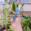 Cọ quét mặt nạ - Cọ silicon - Cọ peel da