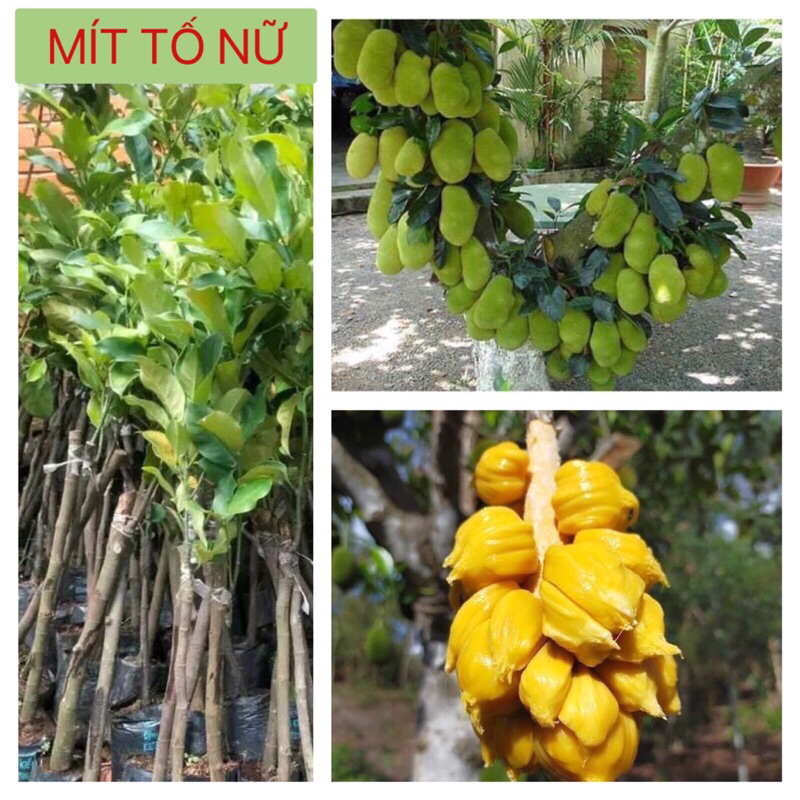 cây mít tố nữ, siêu sai và ngọt ngon. cây ghép nhanh có quả ạ | Shopee ...