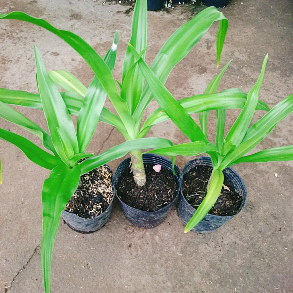 Cây Đại Tướng Quân - Cây Náng - cây dược liệu