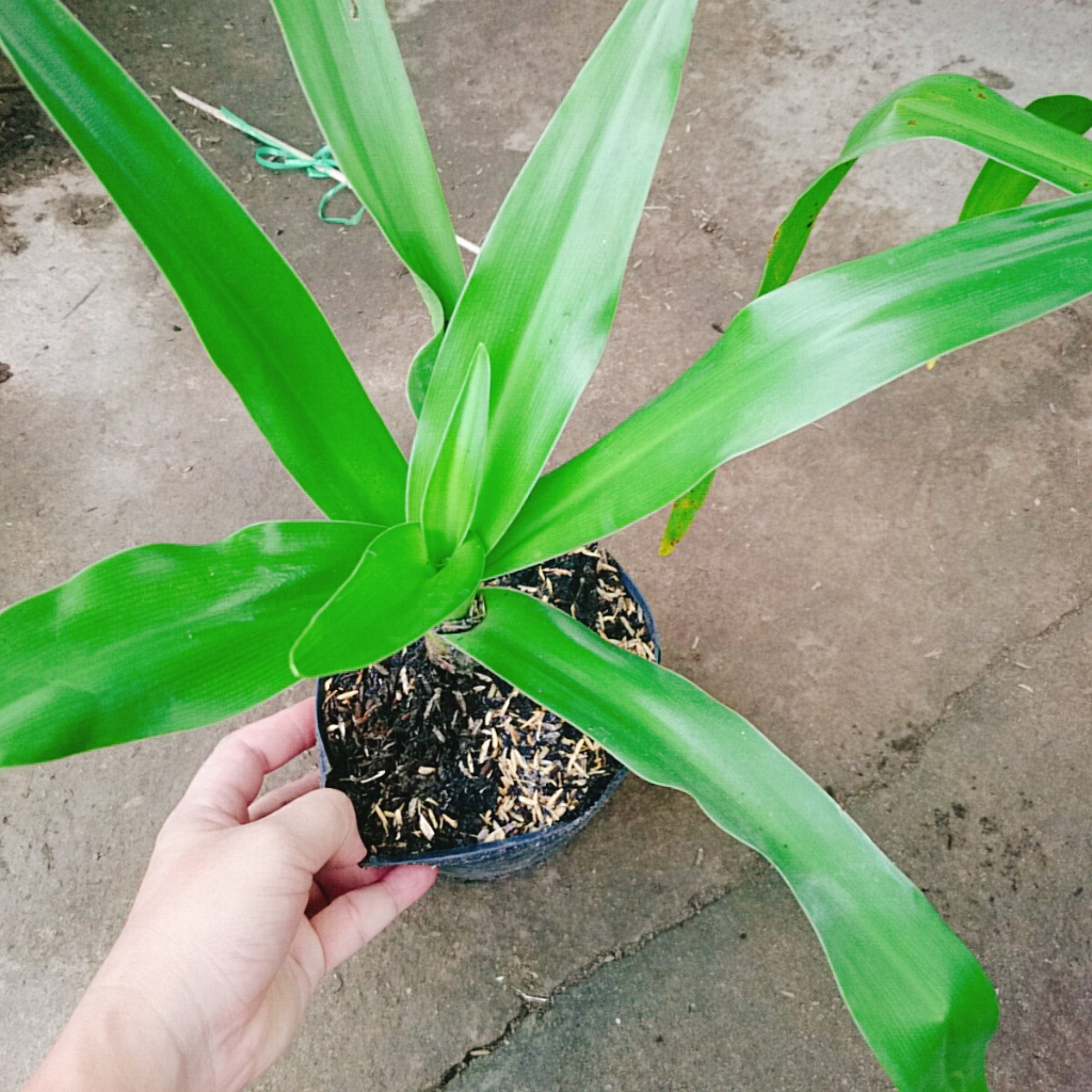 Cây Đại Tướng Quân - Cây Náng - cây dược liệu