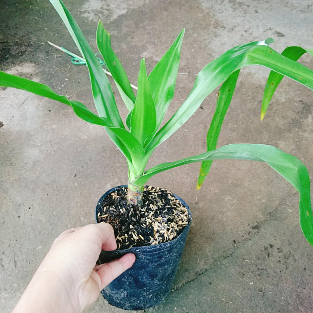 Cây Đại Tướng Quân - Cây Náng - cây dược liệu