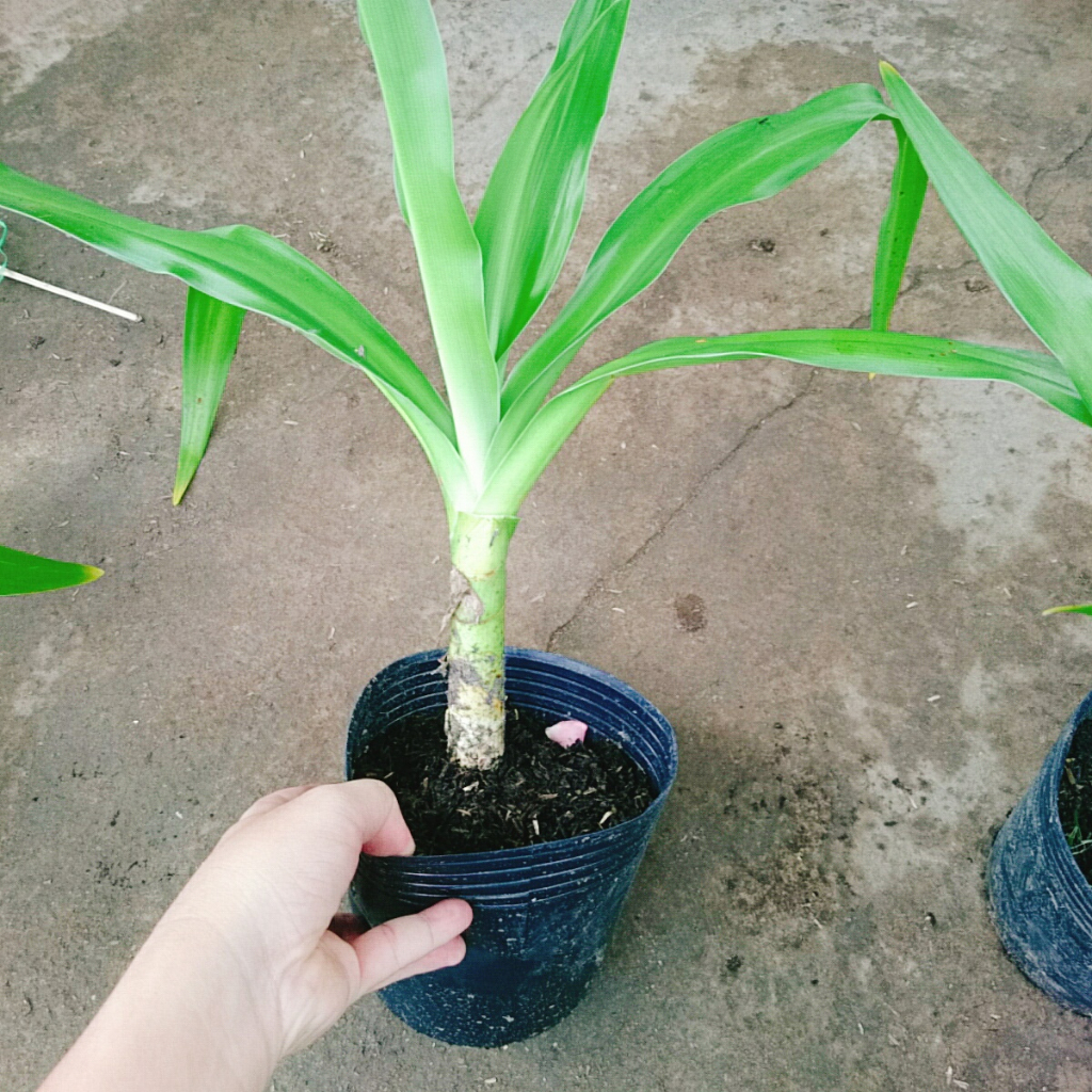 Cây Đại Tướng Quân - Cây Náng - cây dược liệu