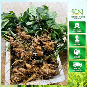 Sâm Lai Châu(Sâm Ngọc Linh) size 2-16củ 1Kg Vùi rừng lâu năm già tím thơm phức, đậm vị dược chất cao