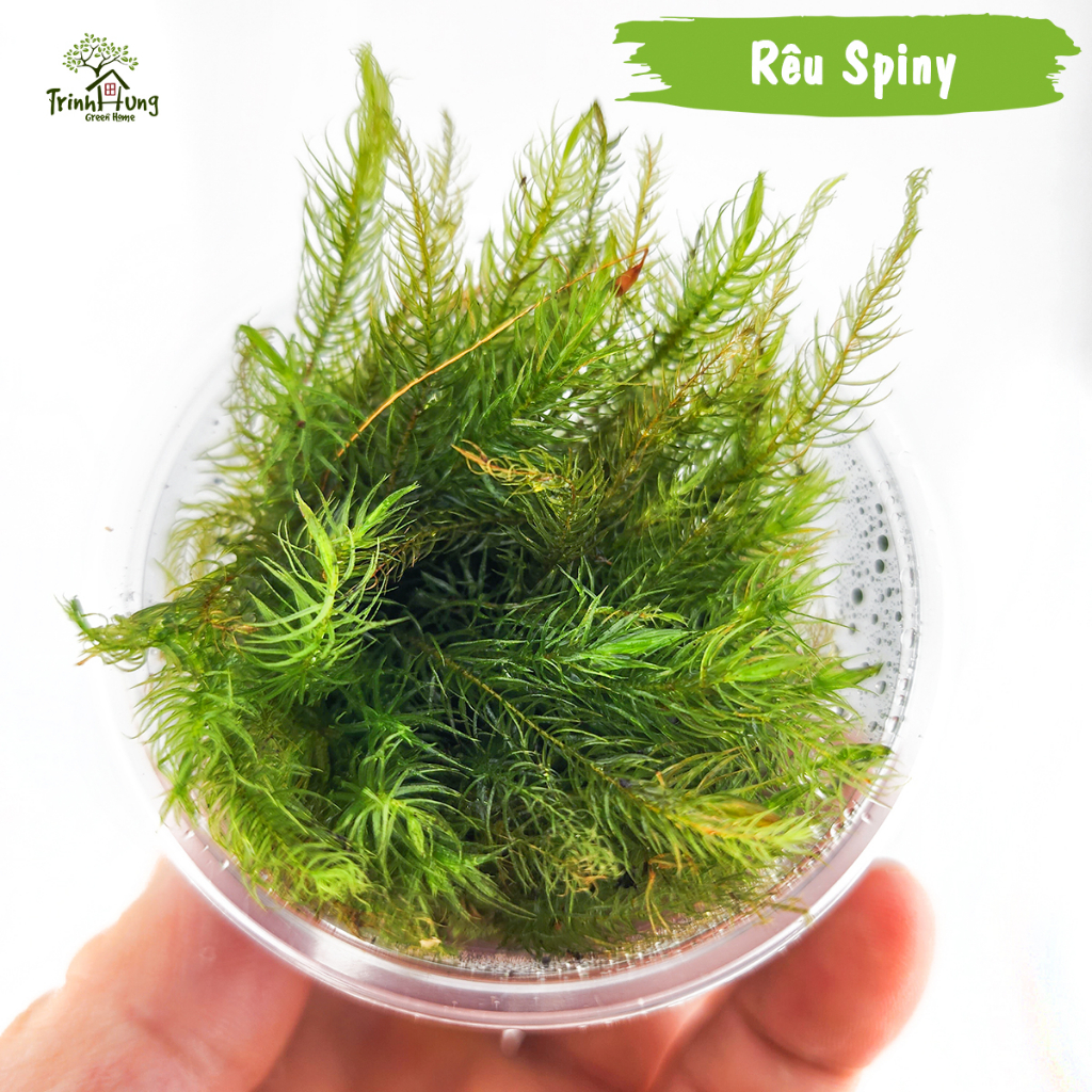 [TỔNG HỢP] Các loại rêu đẹp setup bán cạn, terrarium, bonsai, trang trí ...