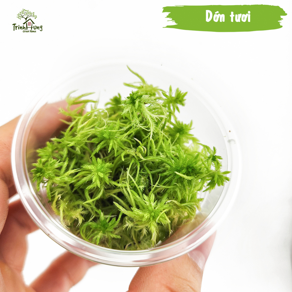 [TỔNG HỢP] Các loại rêu đẹp setup bán cạn, terrarium, bonsai, trang trí ...