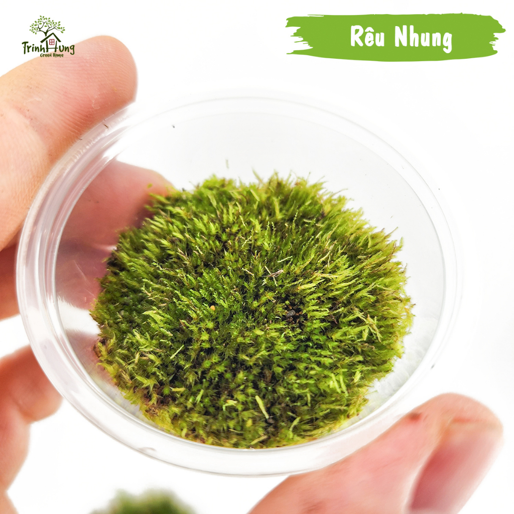 [TỔNG HỢP] Các loại rêu đẹp setup bán cạn, terrarium, bonsai, trang trí ...