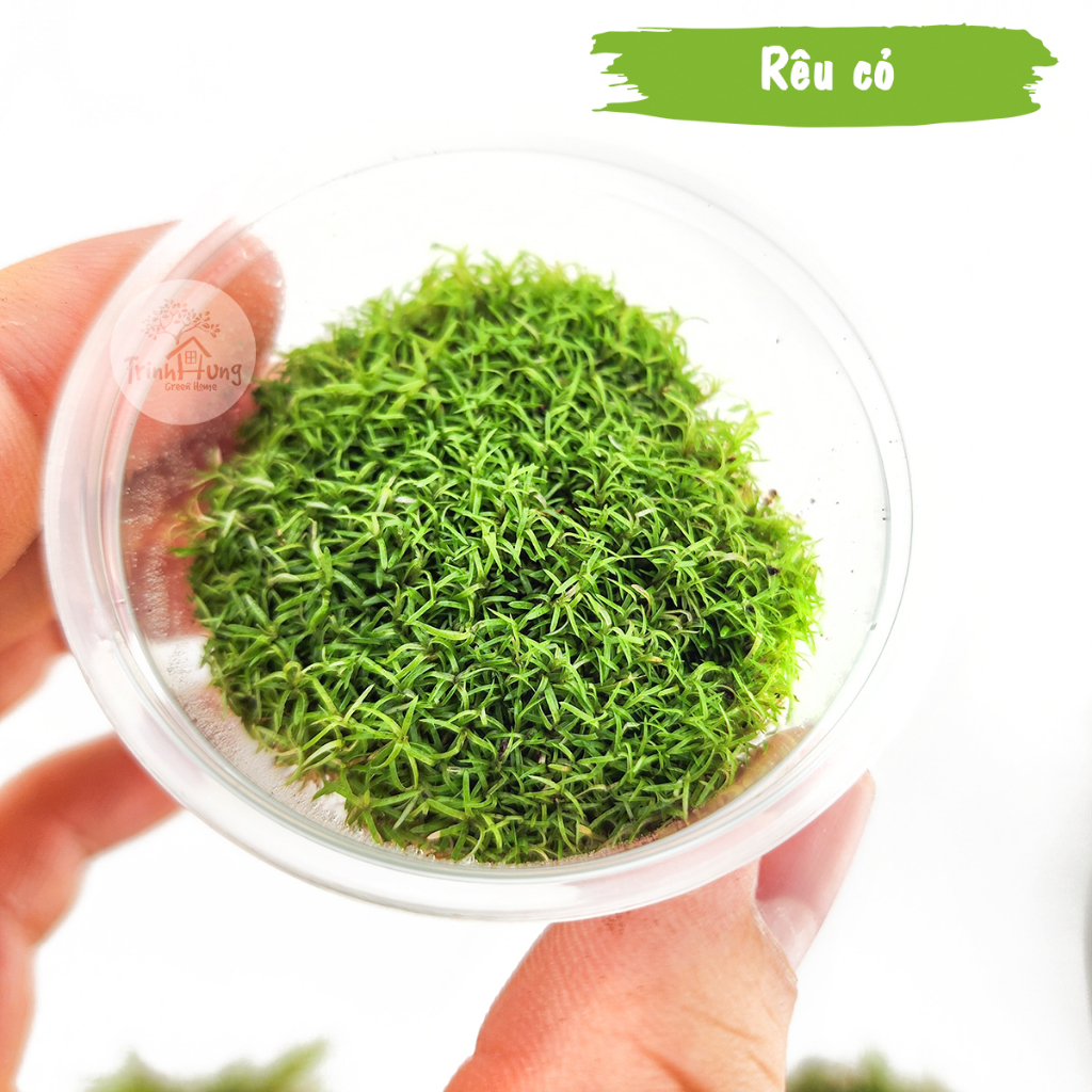 [TỔNG HỢP] Các loại rêu đẹp setup bán cạn, terrarium, bonsai, trang trí ...