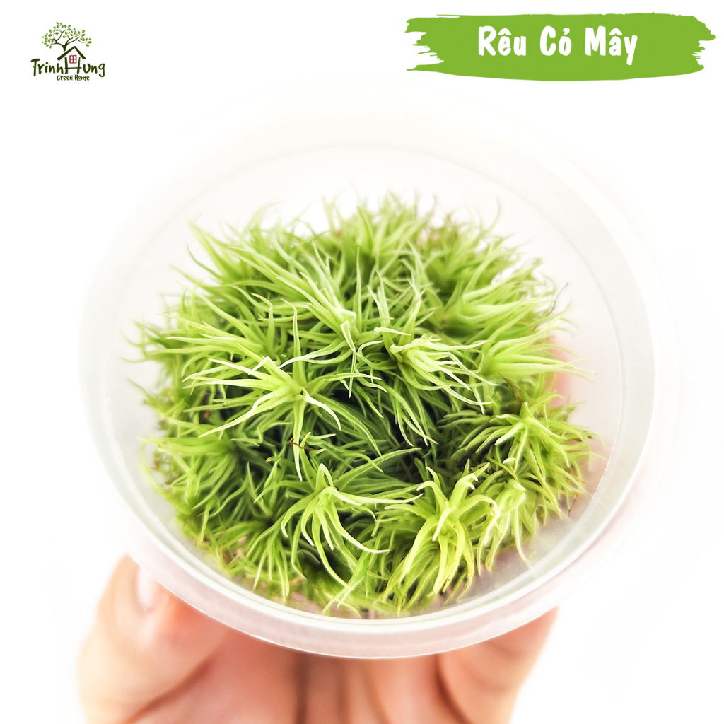 [TỔNG HỢP] Các loại rêu đẹp setup bán cạn, terrarium, bonsai, trang trí ...
