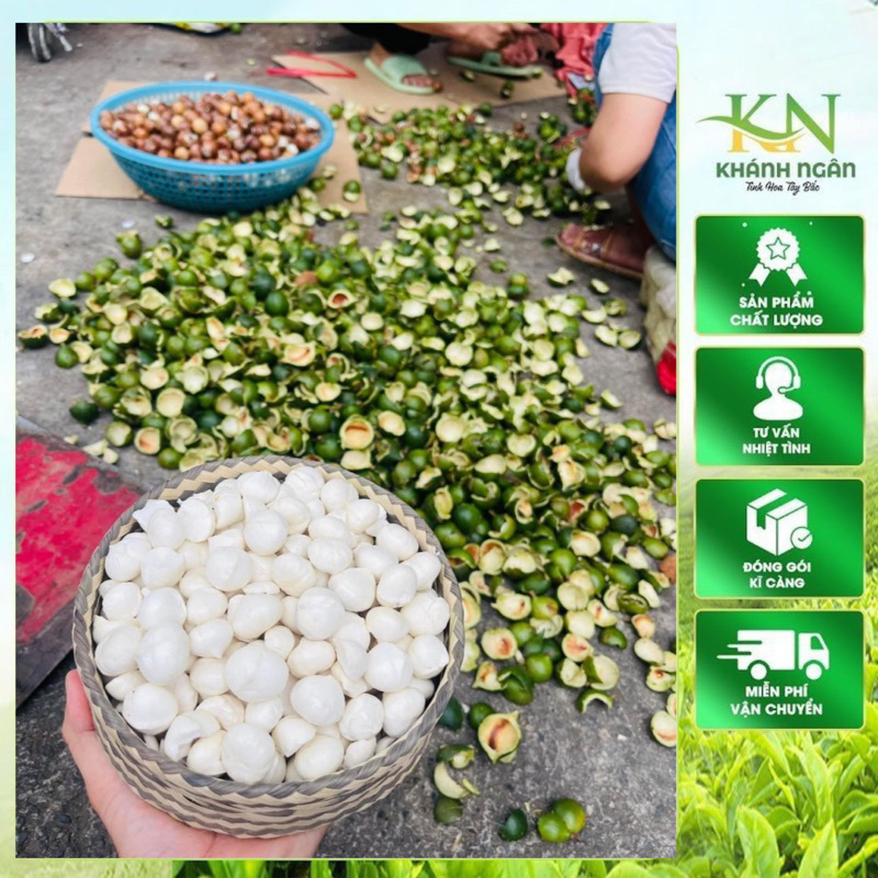 Macca Tươi Lai Châu – Hạt Macca Nguyên Vỏ –  Macca ngọt bùi ngậy (ăn ,làm sữa hạt,nấu canh)