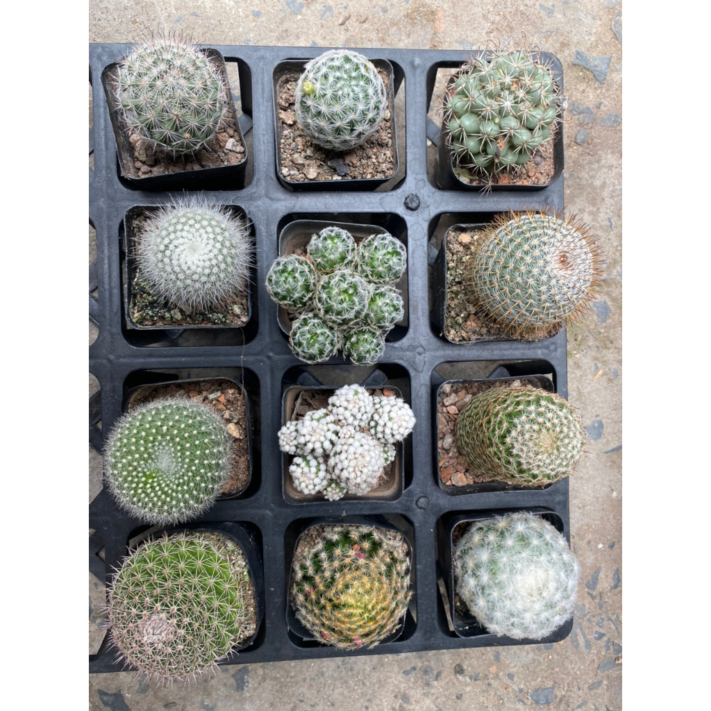 Baobao Garden, Cửa hàng trực tuyến | Shopee Việt Nam