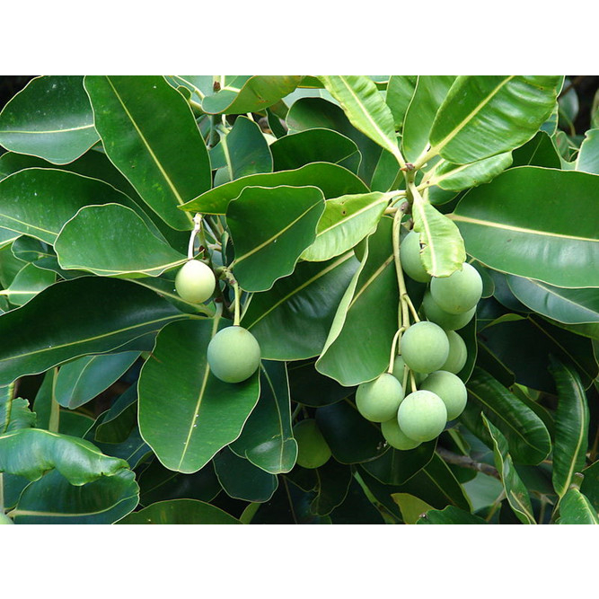 Sáp tắm hoa hồng Tamanu Karose hữu cơ 110gr