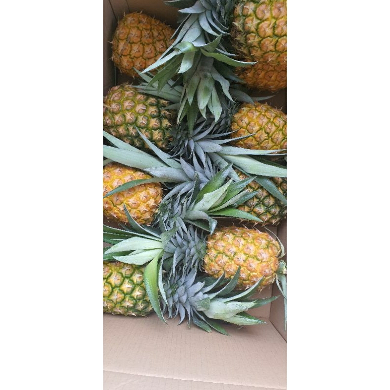 giống dứa, combo 20[10 dứa Md2, 10 dứa mật] | Shopee Việt Nam