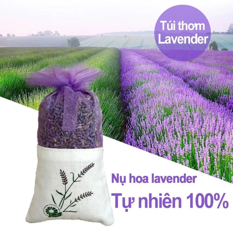 50 hạt giống hoa oải hương f1, thơm mùi dễ chịu cực kỳ đáng trồng