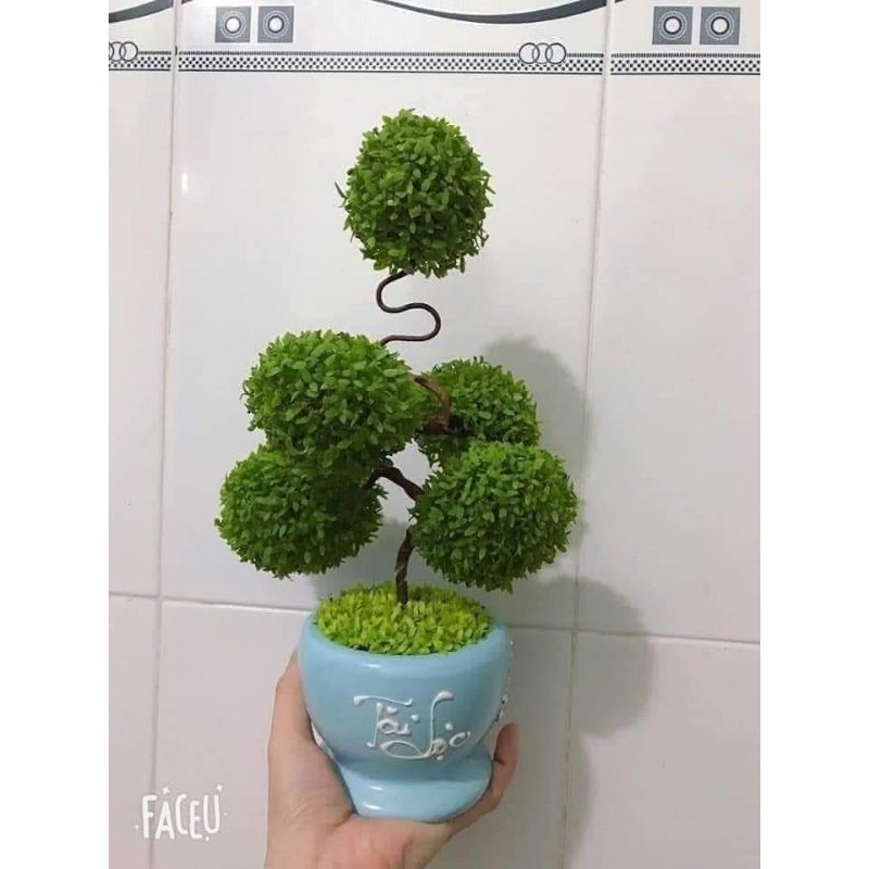 2gam hạt giống cỏ may mắn chất lượng, rất ý nghĩa,🥰 đẹp, cực kỳ dễ trồng