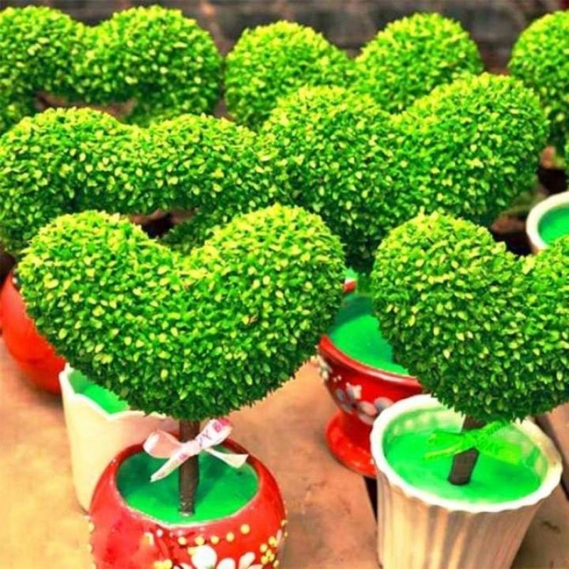 50 gam hạt giống cỏ may mắn ❣️Cực Kỳ Dễ Trồng, nhanh chơi vô cùng ý nghĩa