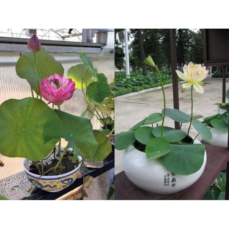 hạt giống sen mini nhật nhiều màu ( có chọn màu ) 😍🧡Freeship ❤️💥chất lượng cao