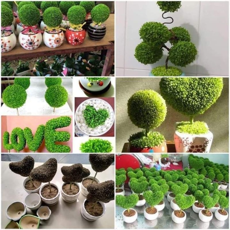 50 gam hạt giống cỏ may mắn ❣️Cực Kỳ Dễ Trồng, nhanh chơi vô cùng ý nghĩa