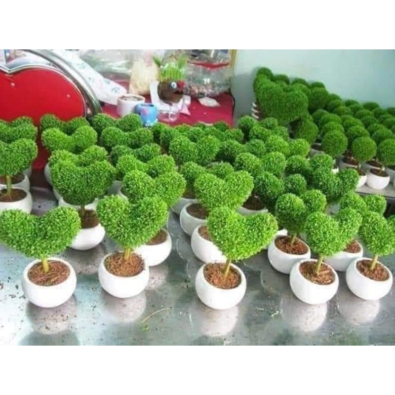 2gam hạt giống cỏ may mắn chất lượng, rất ý nghĩa,🥰 đẹp, cực kỳ dễ trồng