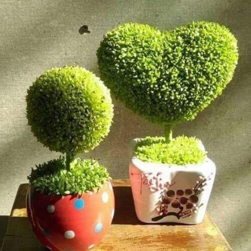 2gam hạt giống cỏ may mắn chất lượng, rất ý nghĩa,🥰 đẹp, cực kỳ dễ trồng