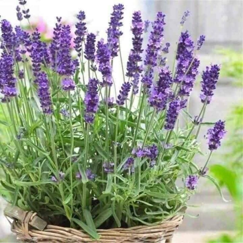 50 hạt giống hoa oải hương f1, thơm mùi dễ chịu cực kỳ đáng trồng