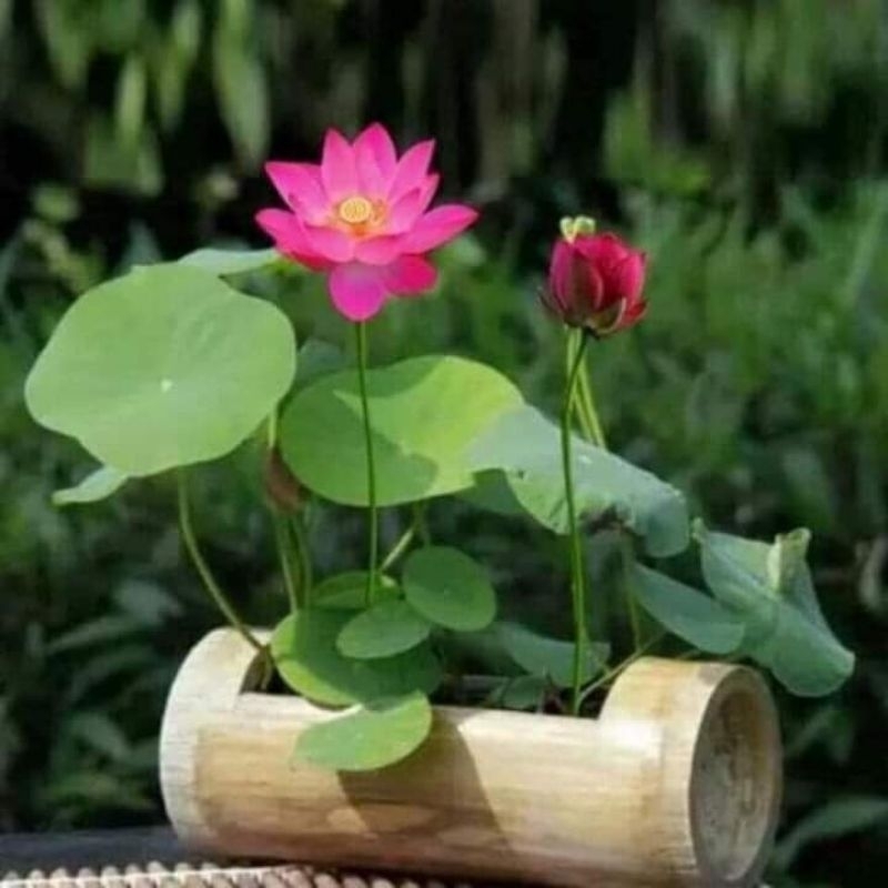hạt giống sen mini nhật nhiều màu ( có chọn màu ) 😍🧡Freeship ❤️💥chất lượng cao