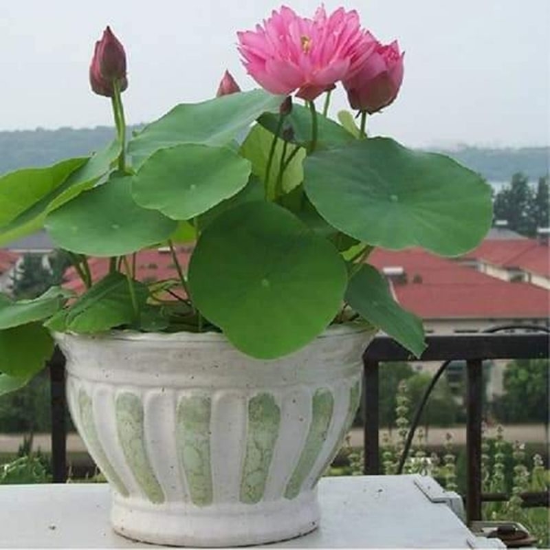 hạt giống sen mini nhật nhiều màu ( có chọn màu ) 😍🧡Freeship ❤️💥chất lượng cao