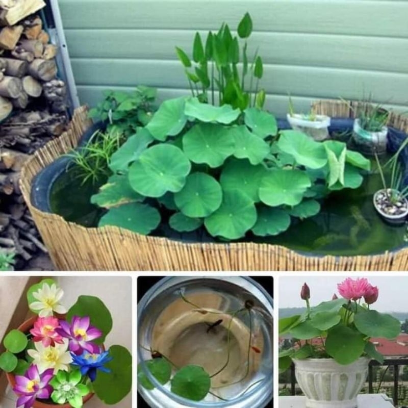 hạt giống sen mini nhật nhiều màu ( có chọn màu ) 😍🧡Freeship ❤️💥chất lượng cao