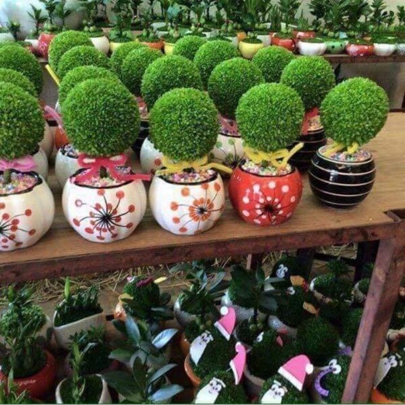 2gam hạt giống cỏ may mắn chất lượng, rất ý nghĩa,🥰 đẹp, cực kỳ dễ trồng