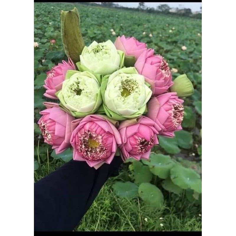 hạt giống sen bách diệp nhập khẩu f1 5 hạt💖 NẢY MẦM CỰC ĐỈNH💖 chất lượng cao