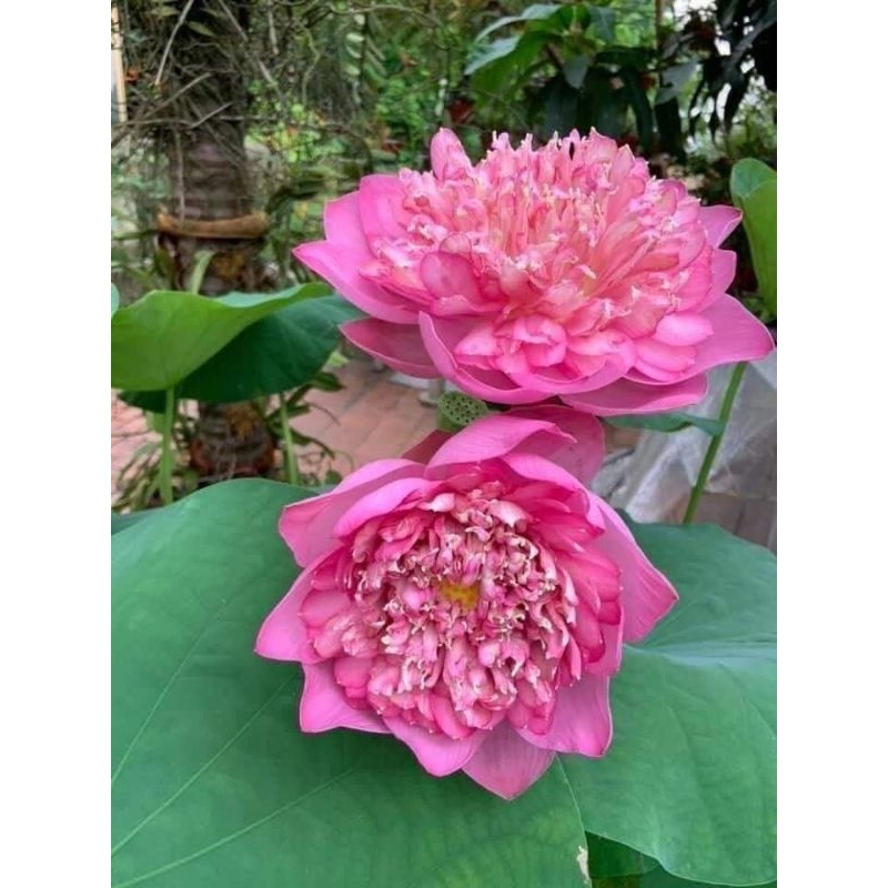 hạt giống sen bách diệp nhập khẩu f1 5 hạt💖 NẢY MẦM CỰC ĐỈNH💖 chất lượng cao