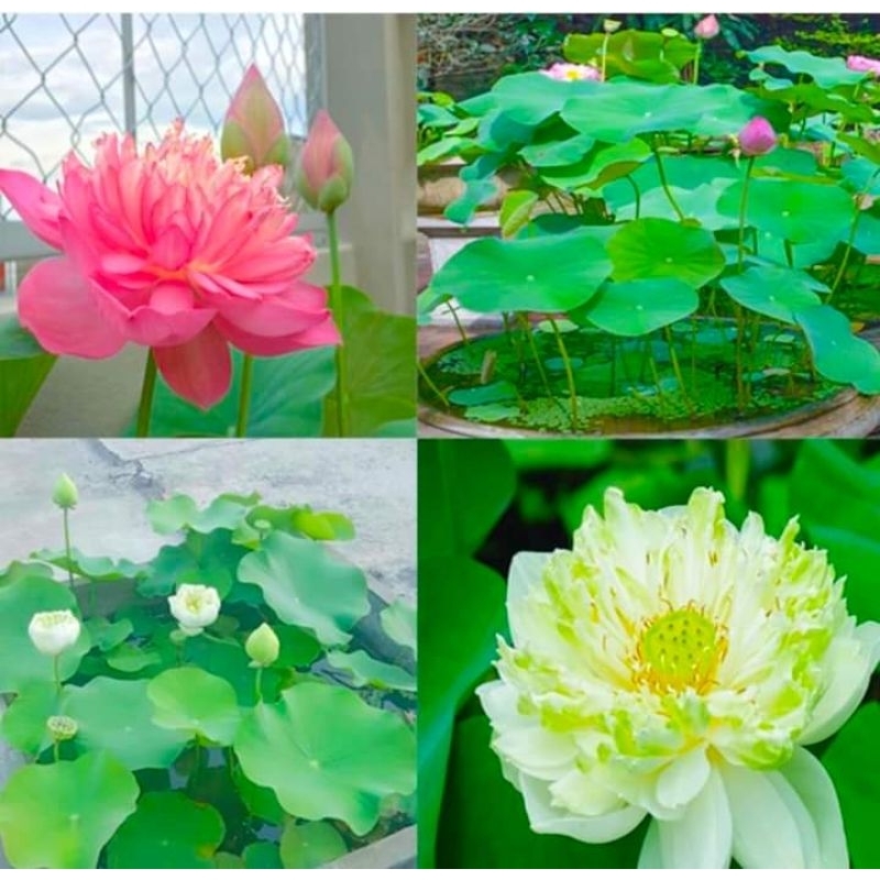 hạt giống sen bách diệp nhập khẩu f1 5 hạt💖 NẢY MẦM CỰC ĐỈNH💖 chất lượng cao